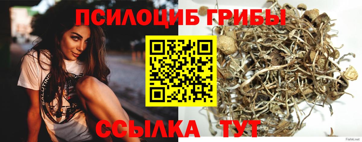 Псилоцибиновые грибы Psilocybine cubensis Трёхгорный